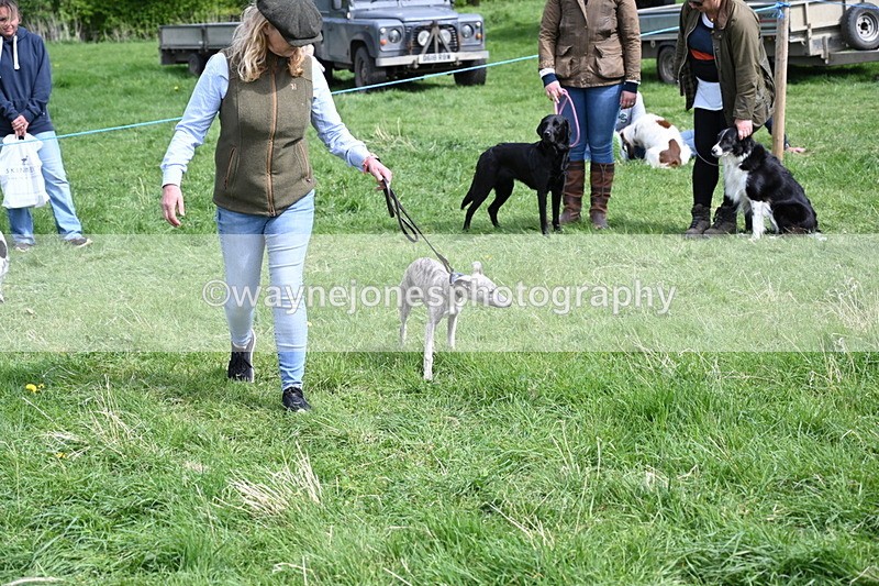 WJ6_9074 - Class 8 Best Working / Gun Dog or Bitch