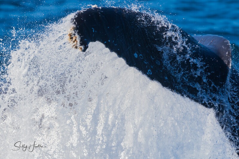 Labour thrash 1 - Humpback Whales