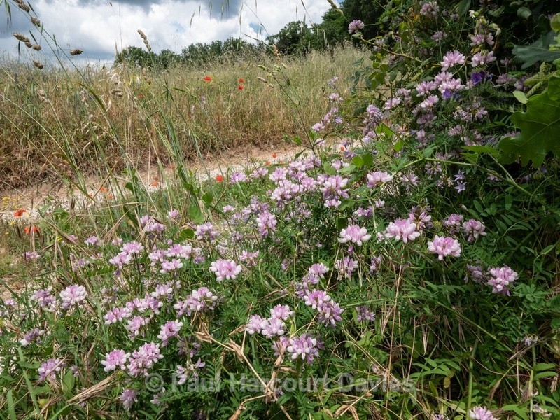 Crown vetch (Coronilla varia) in a Wild Italian Garden - Flowers in the Landscape - 2