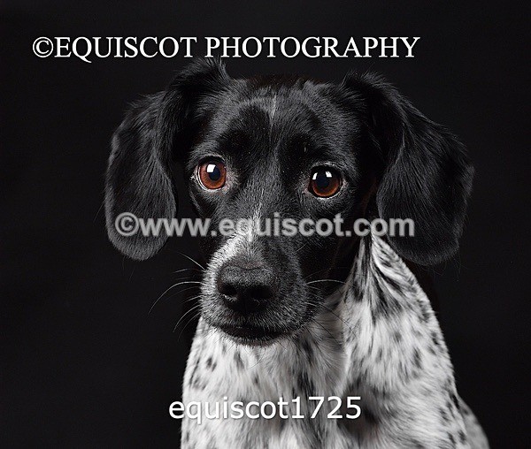 equiscot1725 - TAM
