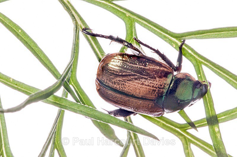 Chafer Beetle (Protaetia (Netocia) cuprea) MYN - Small Creatures - WB