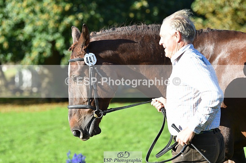 231022-105000-23530 - 447-STALLONE-Andrew.Winterton-TrotUp+SJ