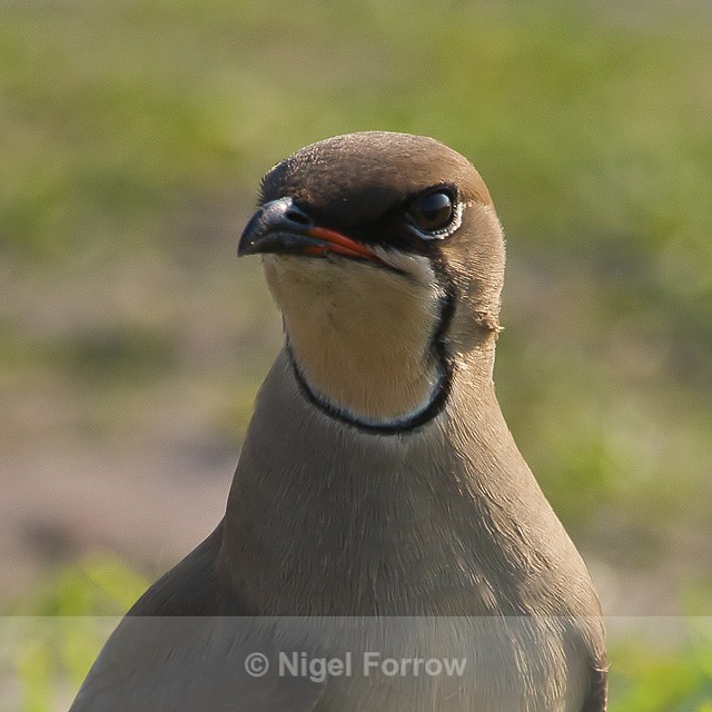 Collared Pratincole close-up - Collared Pratincole