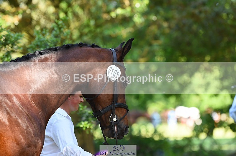 230524-162448-00858 - 101-INTERFIELDS_ABOUDDI-Saffron_Cresswell-WEDTrotUp+DR
