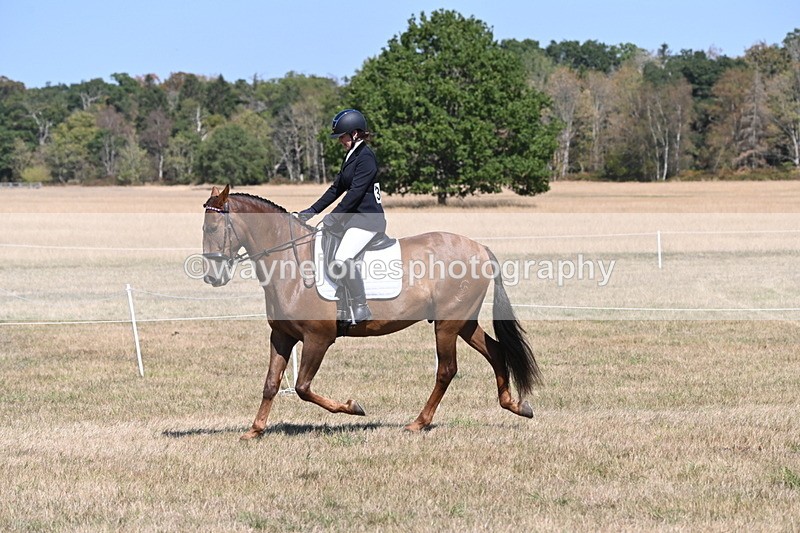 WJ6_8811 - Class 38 Ridden Riding Horse/Pony