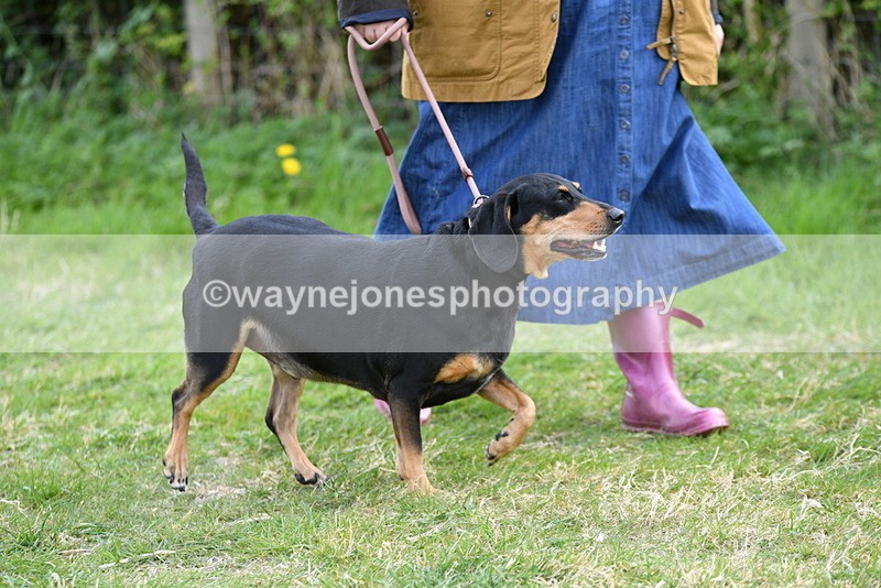 WJ5_0049 - Class 5 Best Veteran / 7 years & over