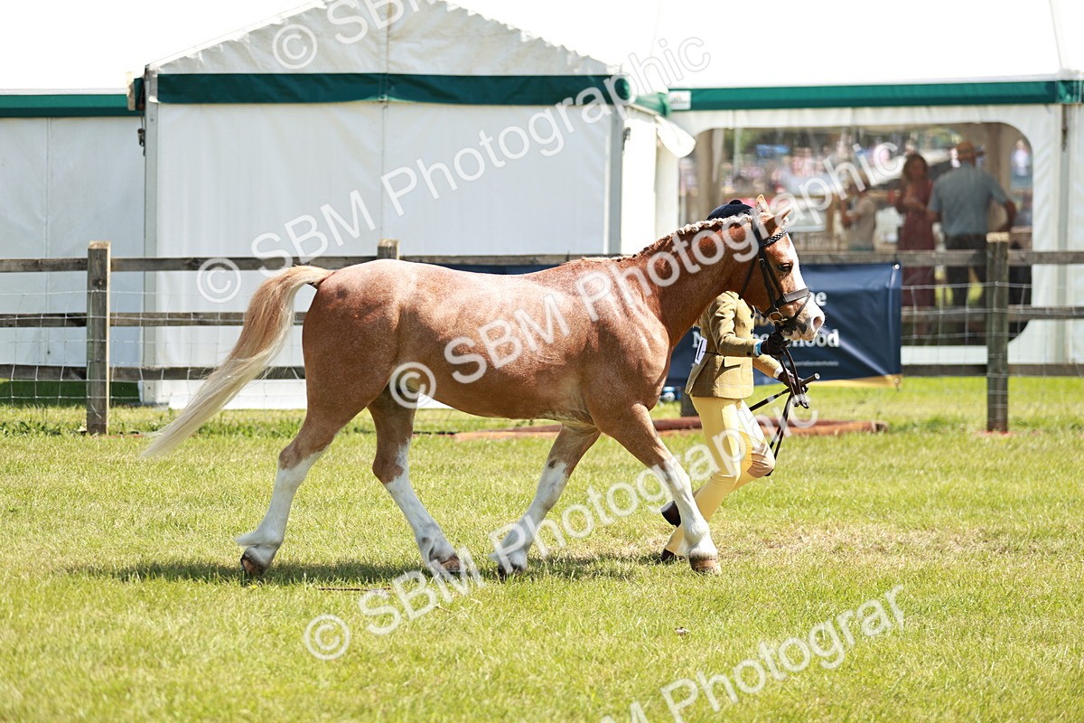 SBM_13632 - Class 108-109 - BSPS LIHS Open Gradle & Nursery Stakes