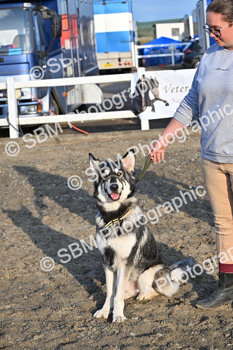 SBM_09442 - Lorry Dogs