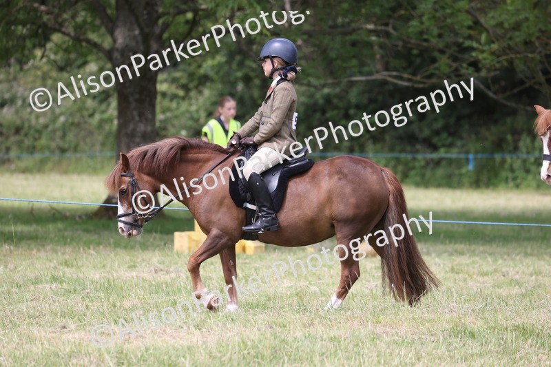 20260614-2117 - Class 21 - Novice Working Hunter Pony