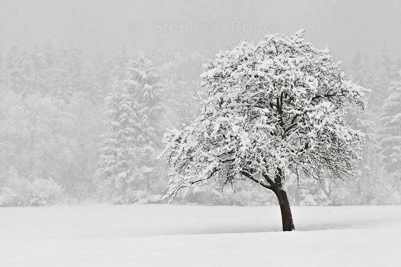 Lonely Snow Covered Tree | Winter Tree in Slovenia