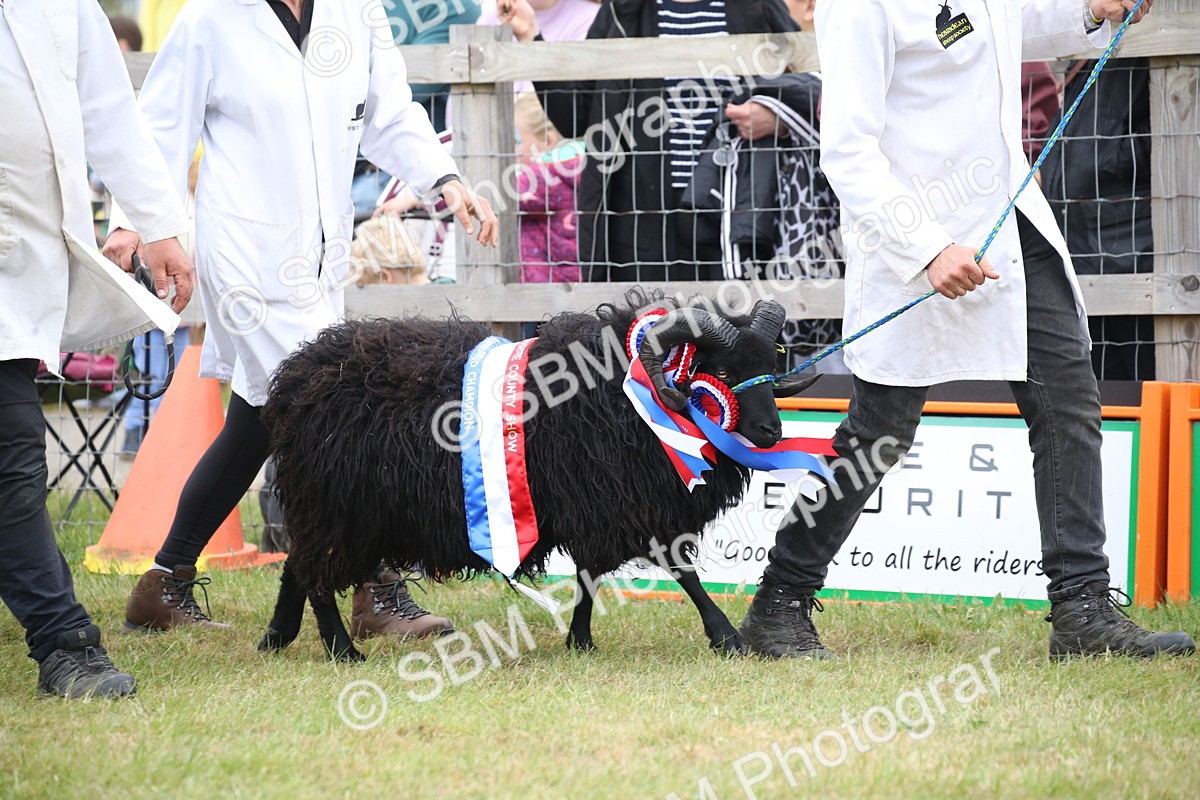 SBM_07774 - Grand Parade