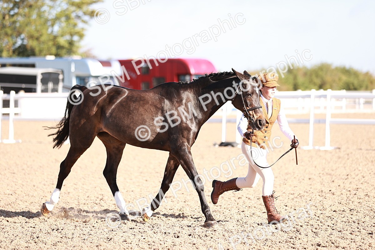 SBM_22037 - Class 702 - IH Show Horse-Pony