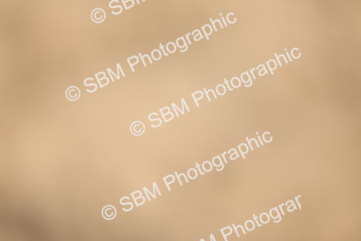 SBM_04528 - Class 17 - Prettiest Mare (IH or Ridden)