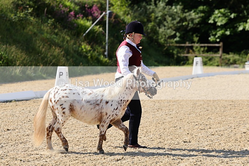 1X9A0610 - Class 3: Youngstock 1, 2, 3 year old not to exceed 153cm