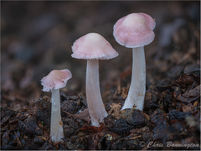 Mycena rosea - Other nature