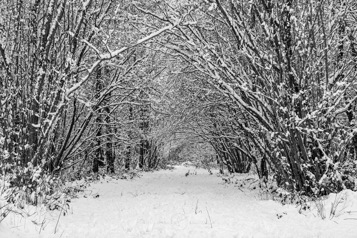 White Hazel - WINTER