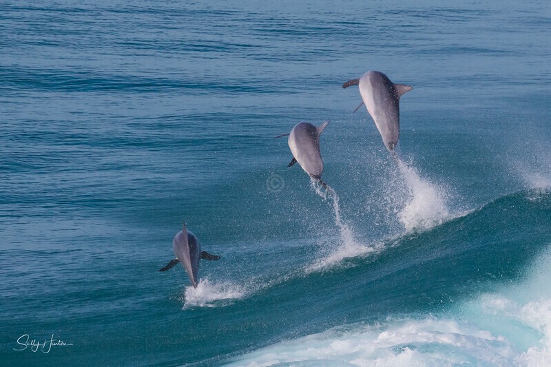 Triple Jump - Dolphins