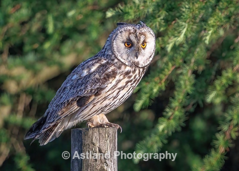 Astland Photography, Bird and Wildlife Images, Susan and Peter Wilson, U.K.