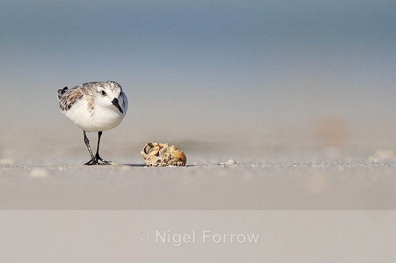 Sanderling on North Beach, Fort De Soto, Florida - Sanderling