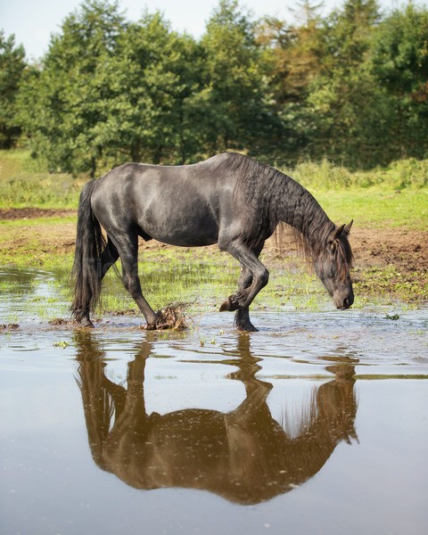 friesians 101-53 - Friesians