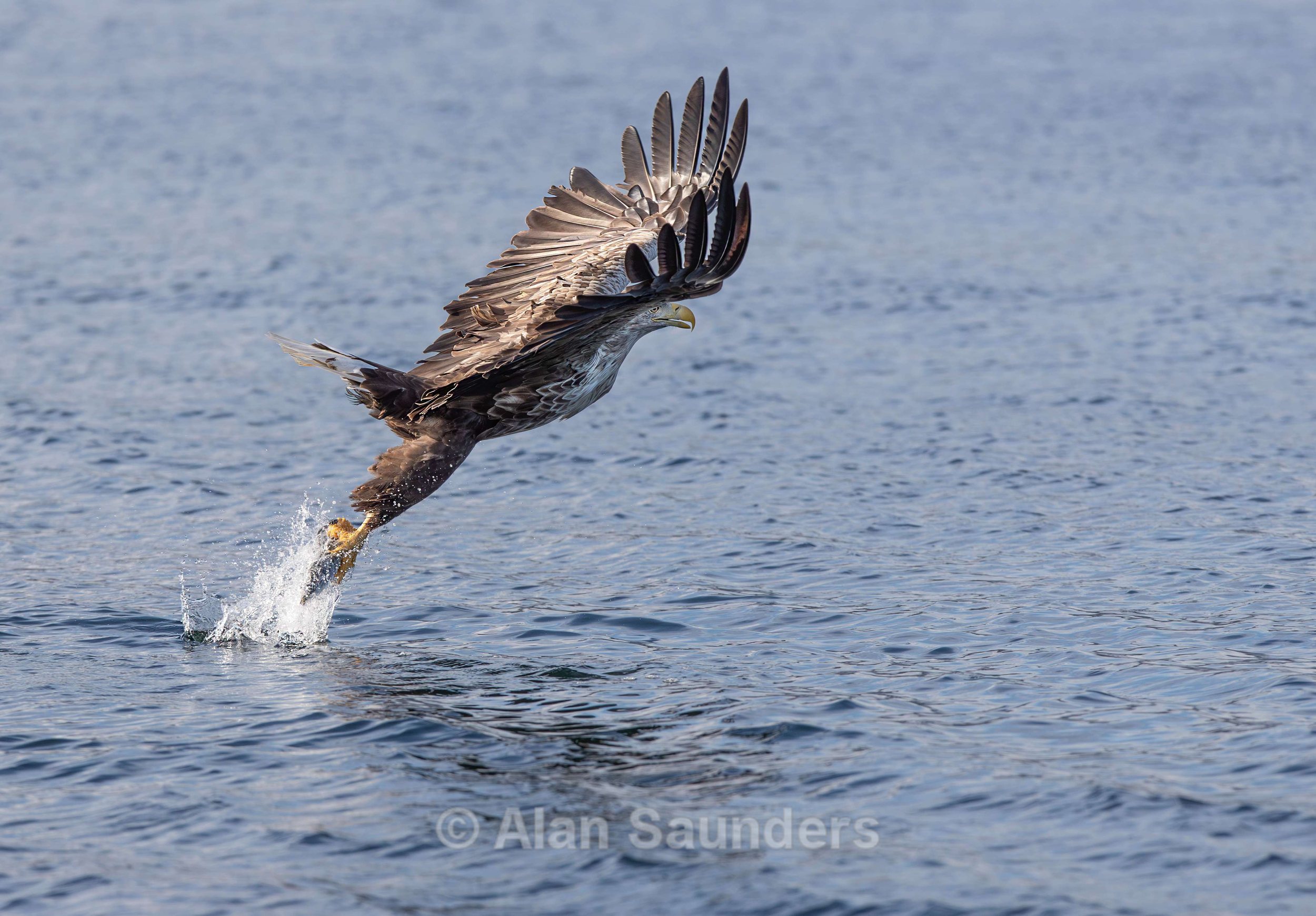 White Tailed Eagle 95
