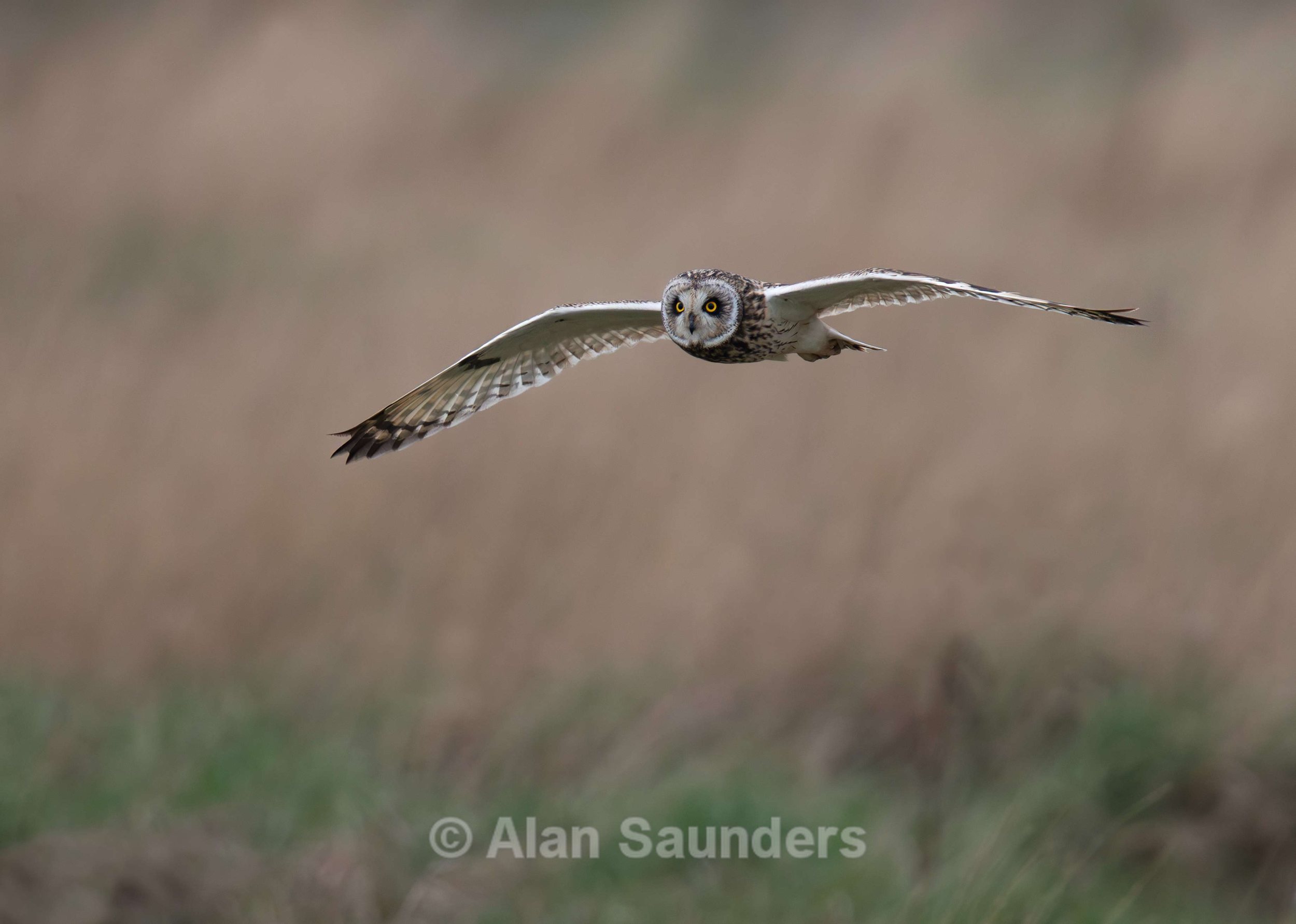 Short Eared Owl