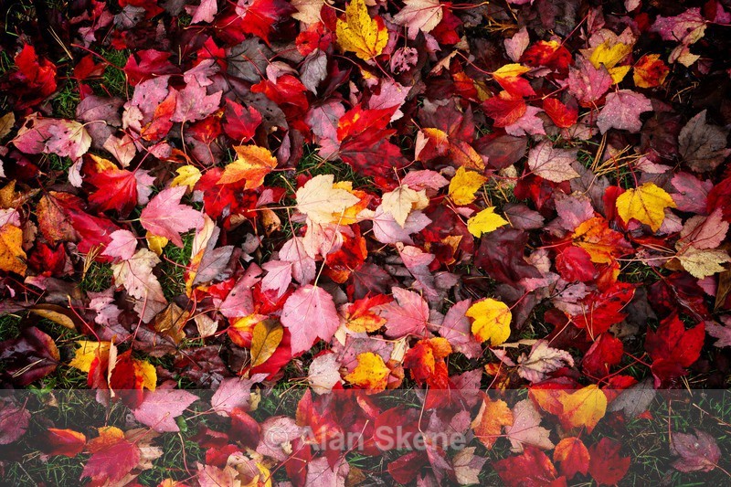 DSC06251 - Autumn