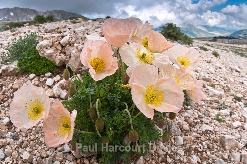  - Plants: wide-angle