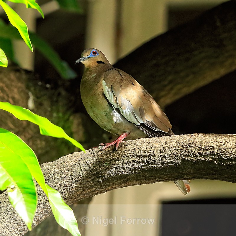 White-winged Dove, San Jose, Costa Rica - White-winged Dove