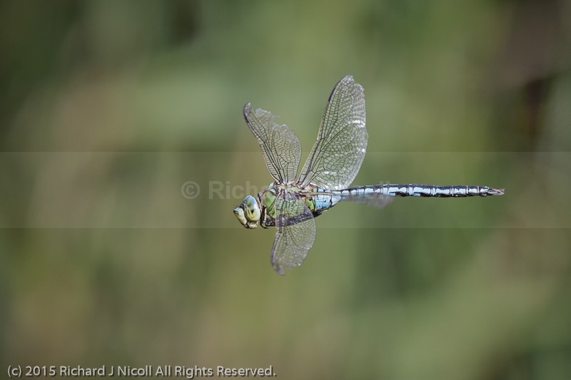 Emperor Dragonfly (Anax imperator) male in flight - Emperor Dragonfly (Anax imperator)