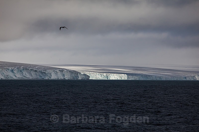 Kvitøya 8395 - Trip with MS Expedition August 2016