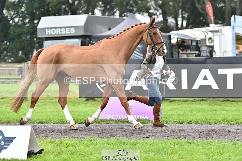 231018-123736-00408 - 049-AUGUSTUS.IMPERIOUS-Ines.Mitchell-TrotUp