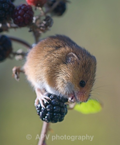 _DSC8369 - Bob's Harvest Mice.