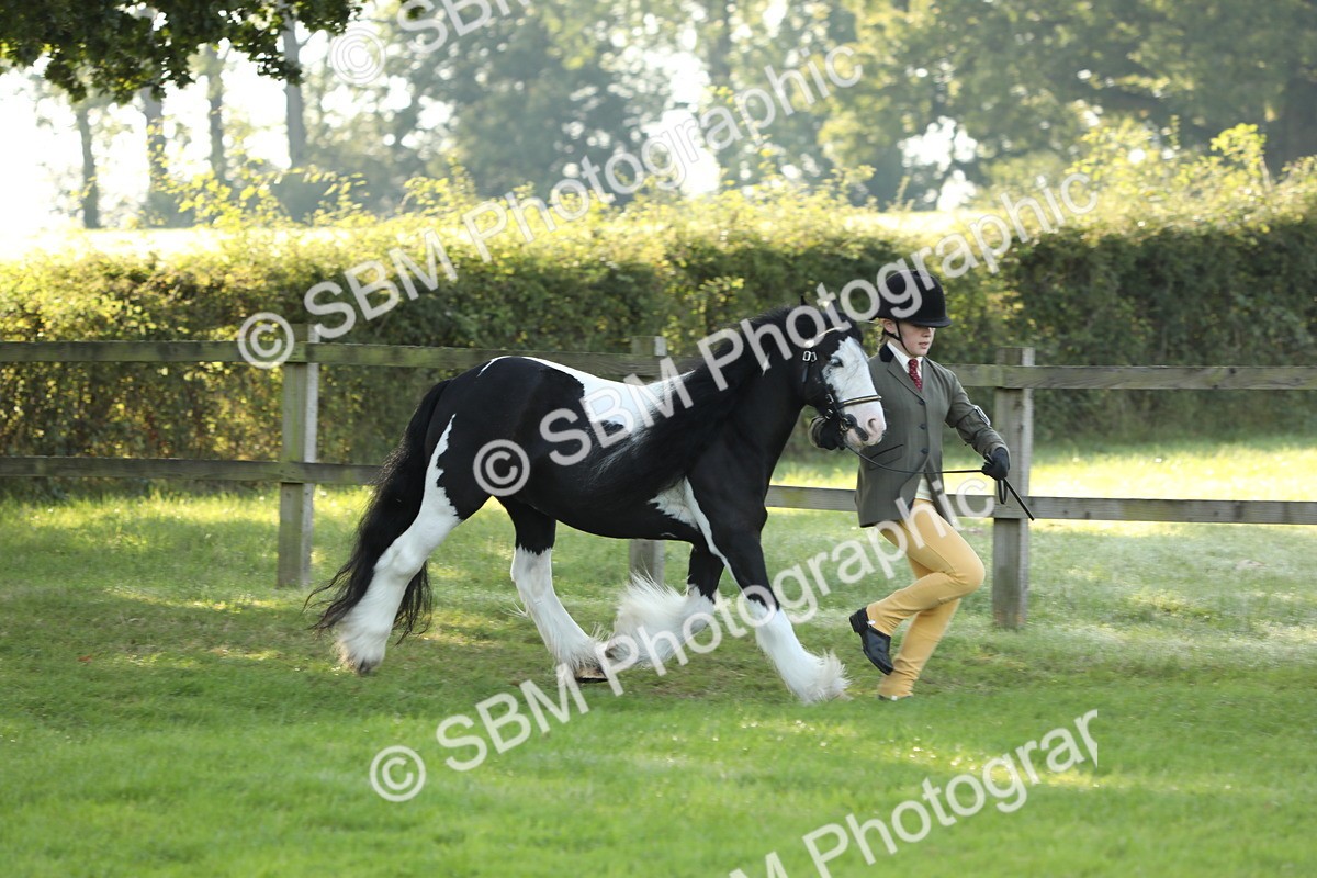 SBM_60863 - S43 - Coloured Pony In Hand