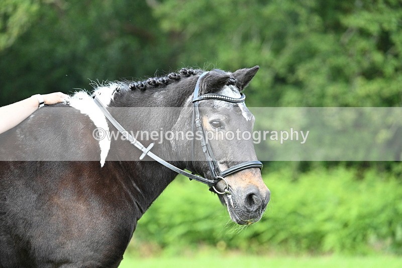 WJ7_1670 - Class 11 Condition & Turnout