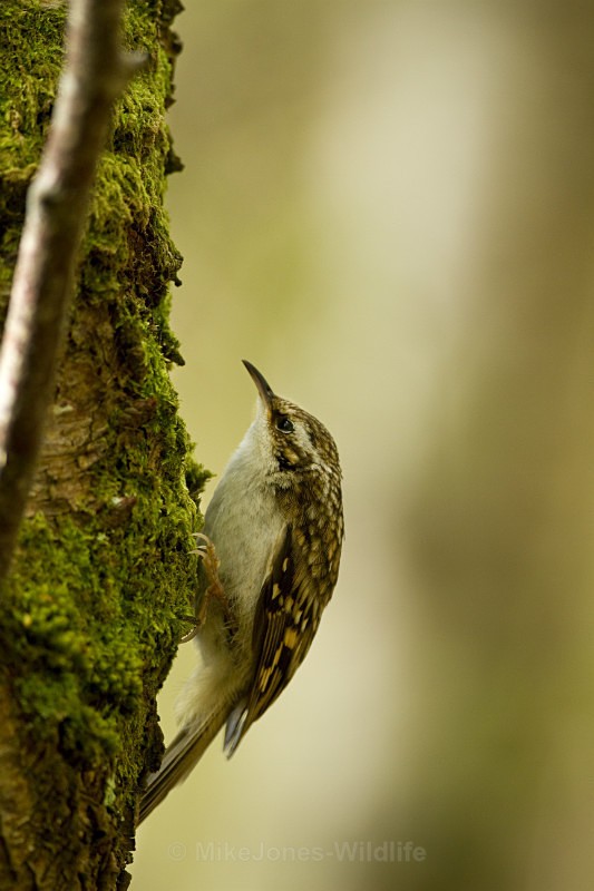TREECREEPER - TREECREEPER