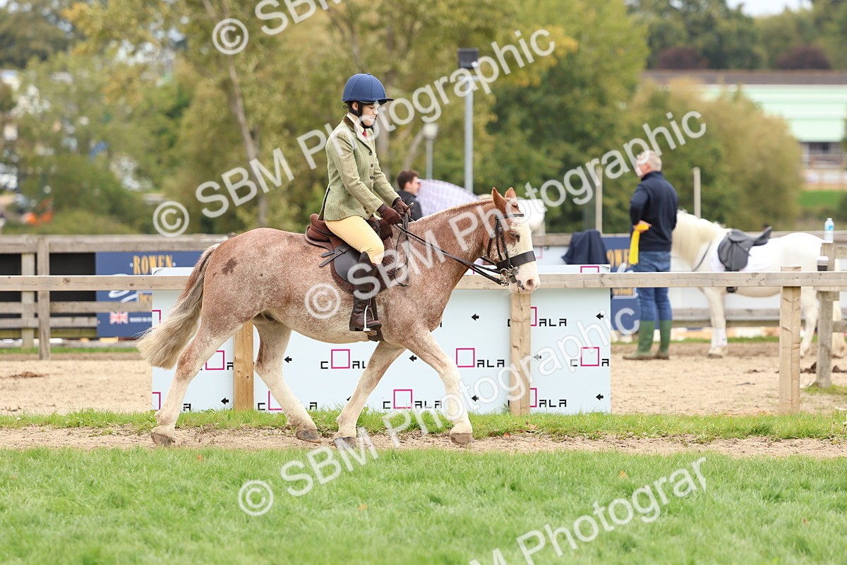 SBM_67518 - S60 - Mini Show Cob Ridden