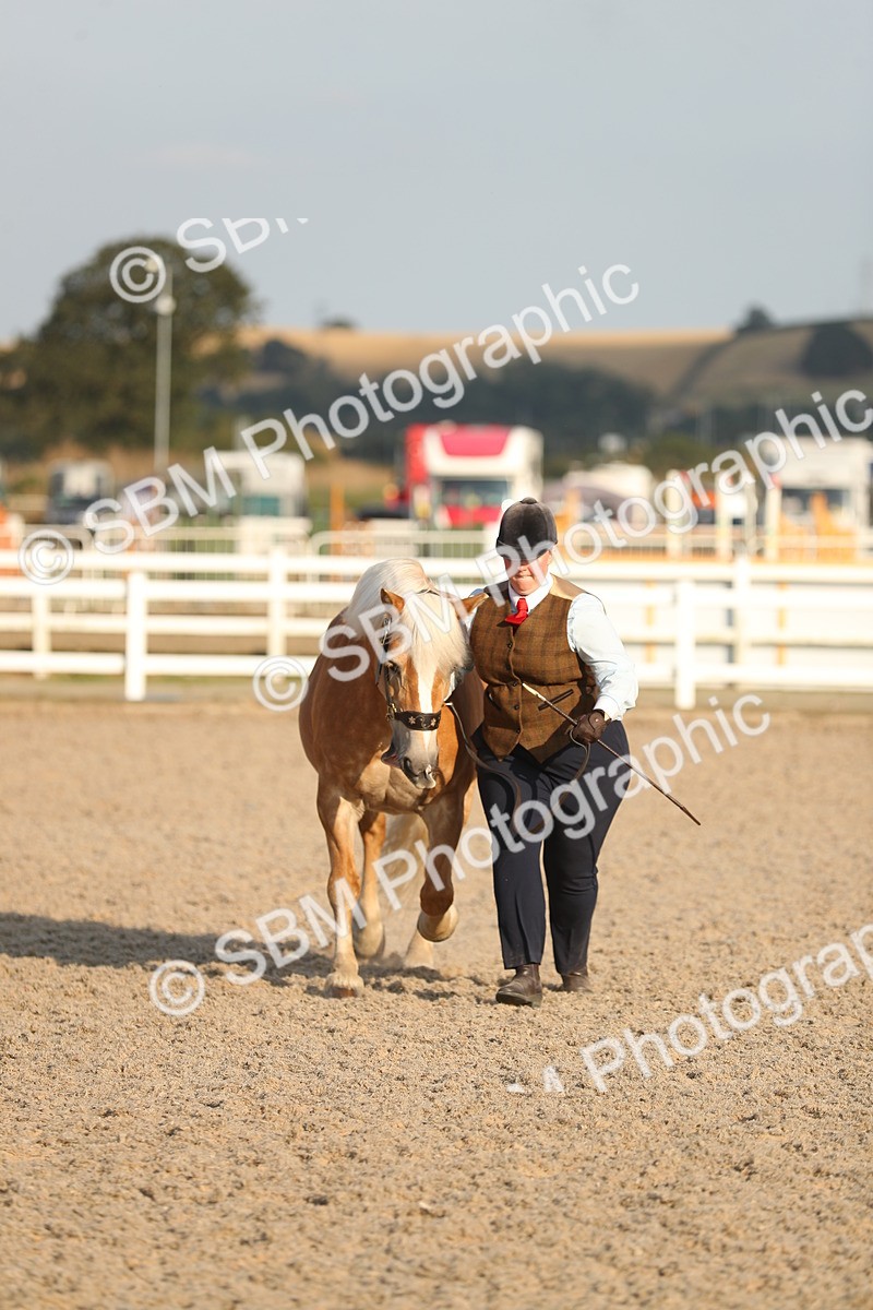 SBM_09047 - Class 29 IH Veteran Pony