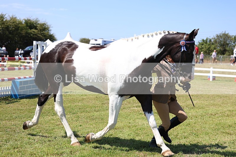 3E7A7908 - Class 7: Open Riding Horse