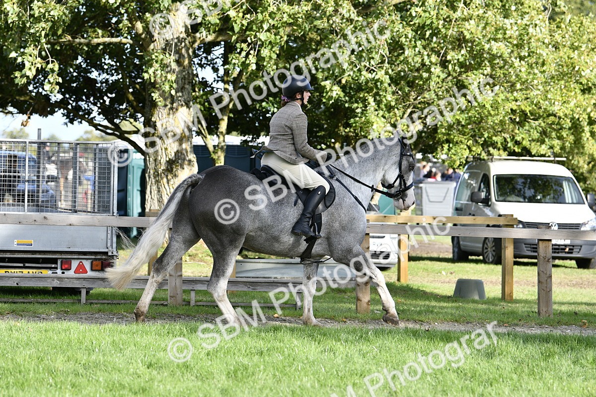 SBM_52211 - S35 - Working Hunter & Working Show Horse