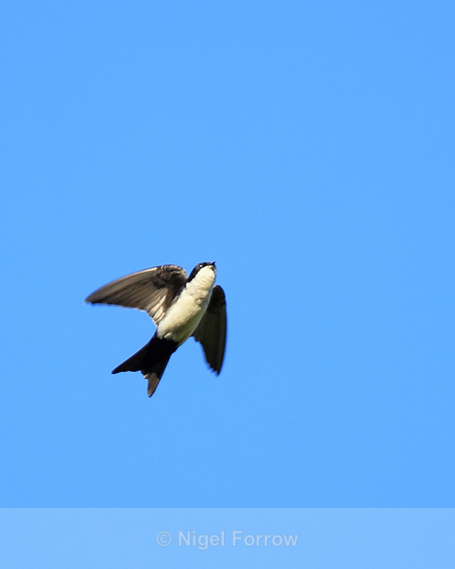 Blue-and-white Swallow flying, Finca Rosa Blanca, Costa Rica - Blue-and-white Swallow
