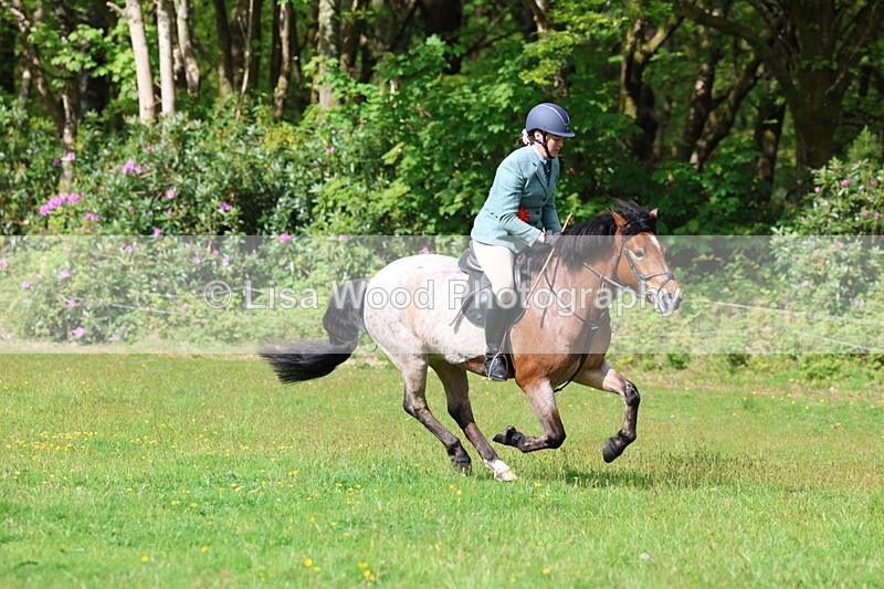 3E7A2666 - Working Hunter Championship