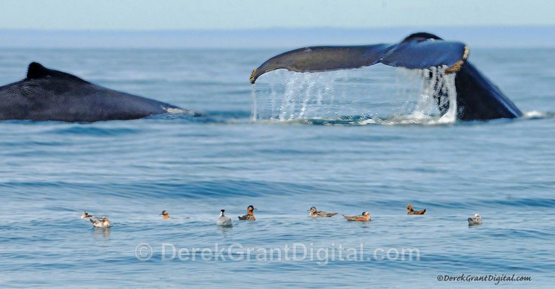Humpback Whales Red Phalaropes Commensalism - Whales / Sea Mammals