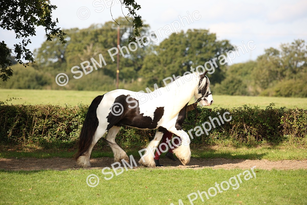 SBM_62191 - S55 - Traditional Cob In Hand