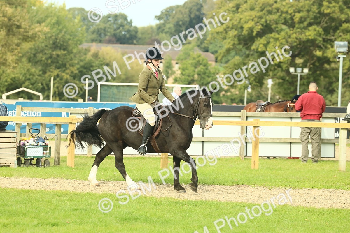SBM_68249 - S58 - Mini Show Cob Ridden