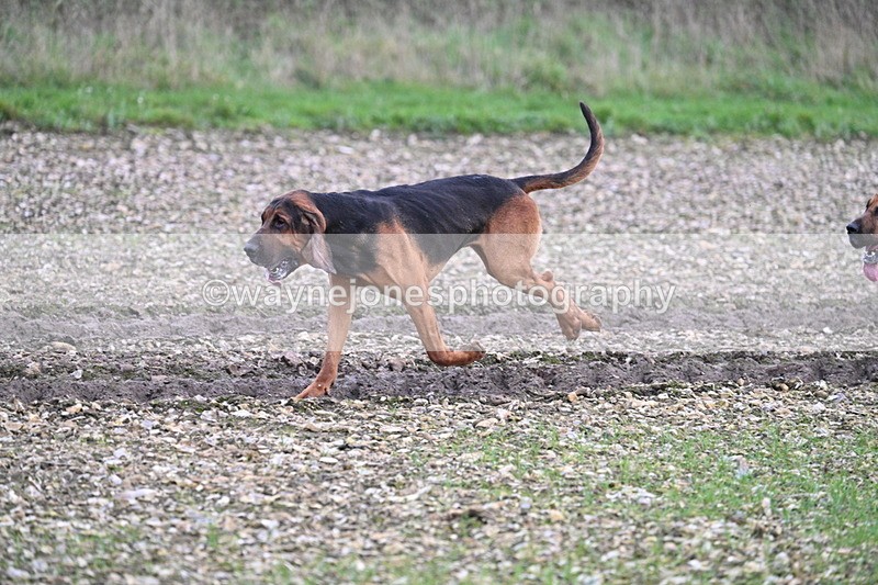 WJ7_0181 - Camera 1 & Last fence