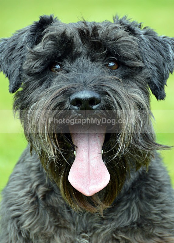  - Schnauzers