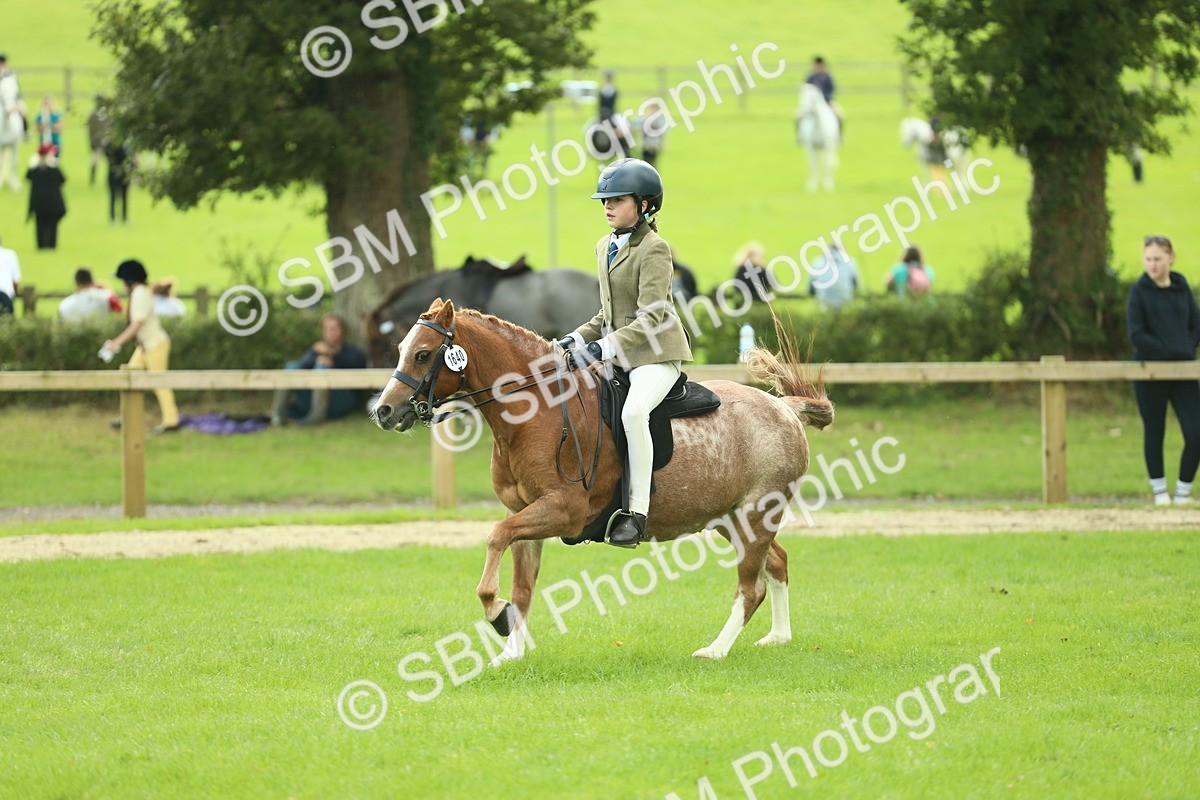 SBM_44678 - S31 - Working Hunter Pony