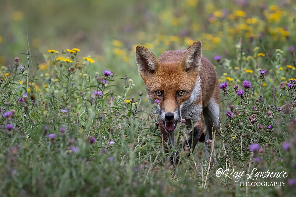 Wildlife 140825_RLP152309tc - Natural World