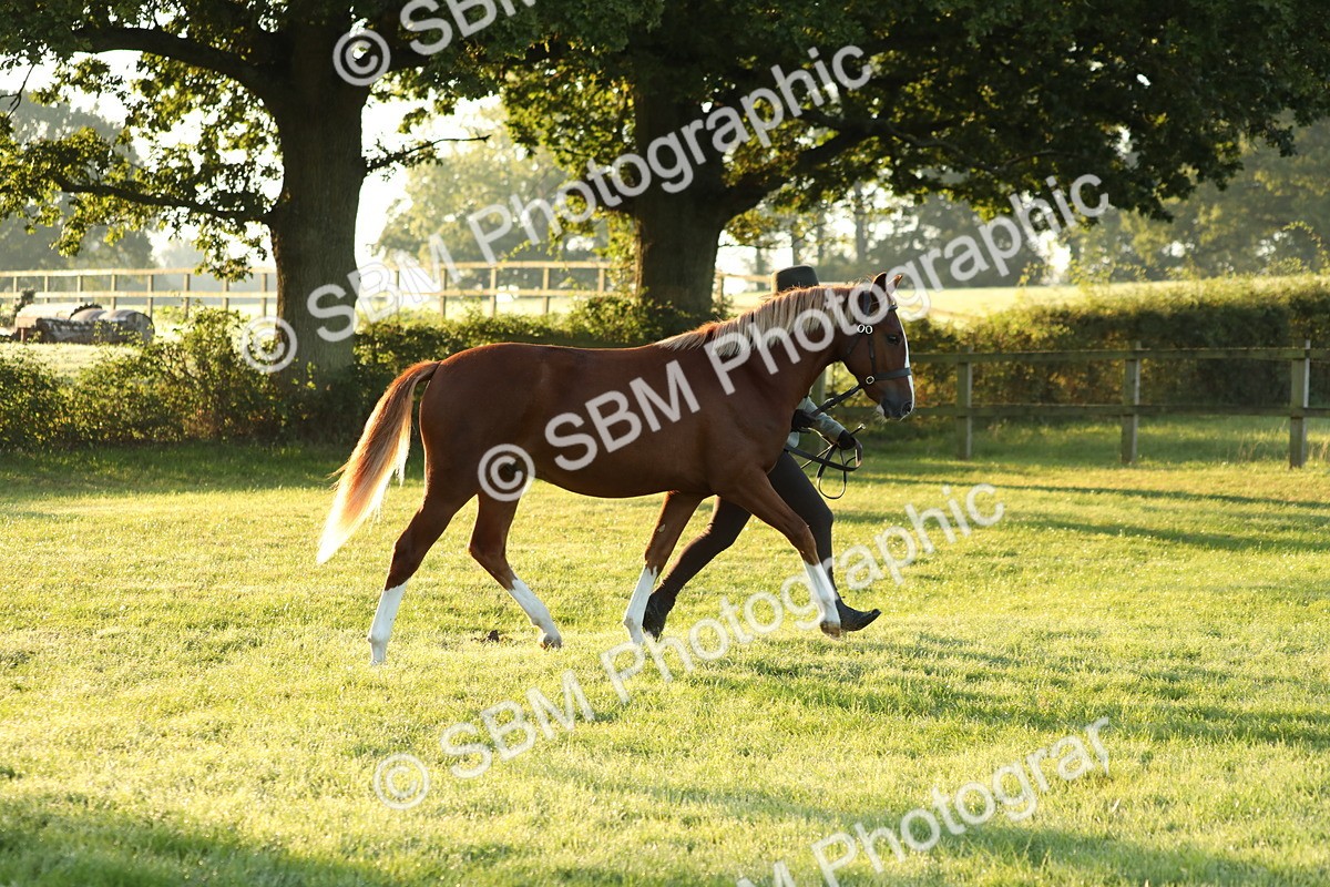 SBM_57811 - S42 - Youngstock